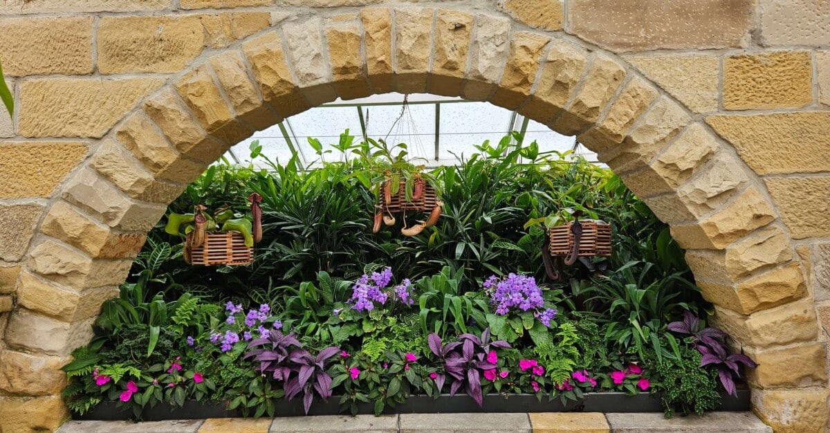 flowers on display